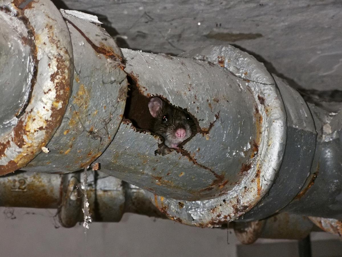 Rat-in-drain